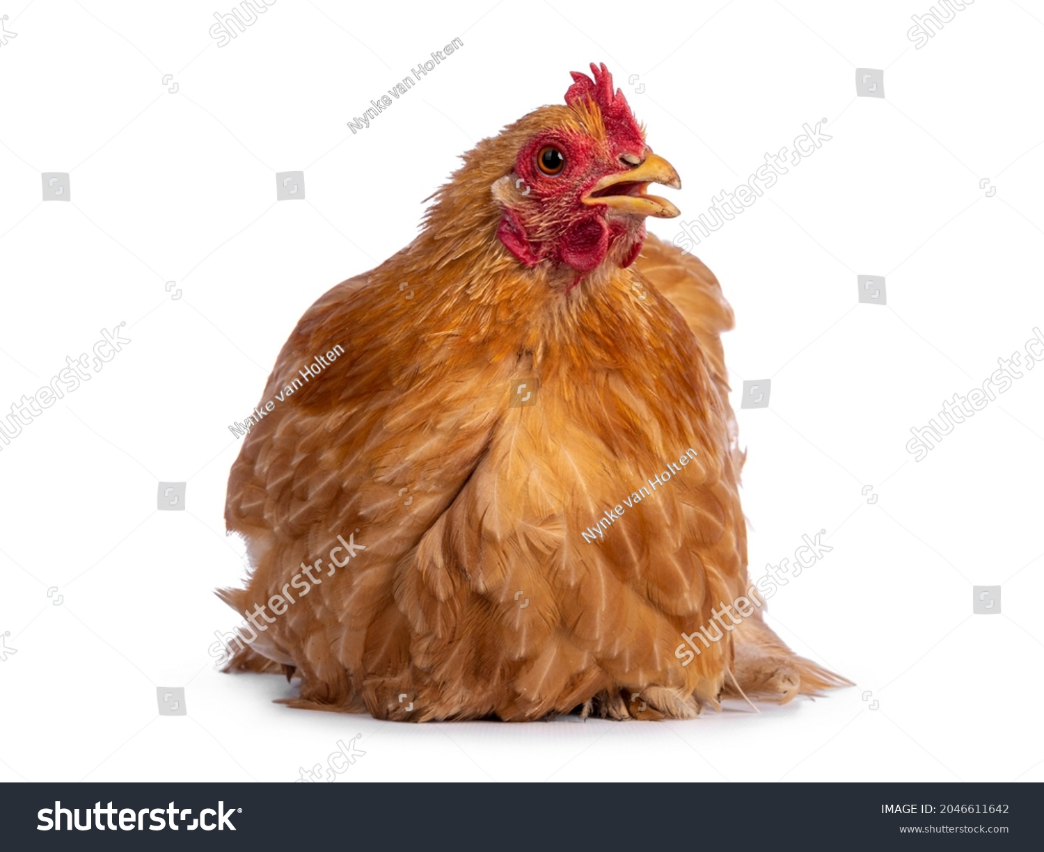 Buff Cochine Chicken Sitting Facing Front Stock Photo 2046611642 