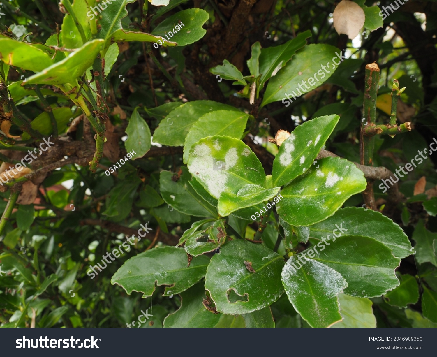 Powdery Mildew Lesions Laurel Stock Photo 2046909350 | Shutterstock