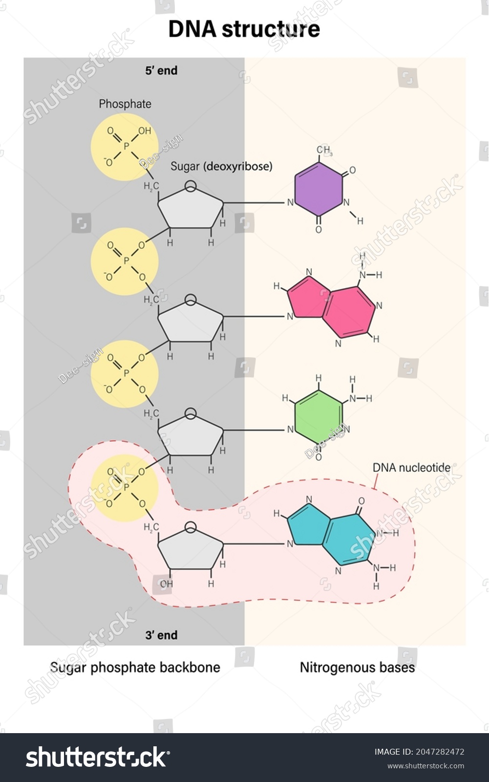 Structure Dna Stand Deoxyribonucleic Acids Nitrogenous Stock Vector Royalty Free 2047282472