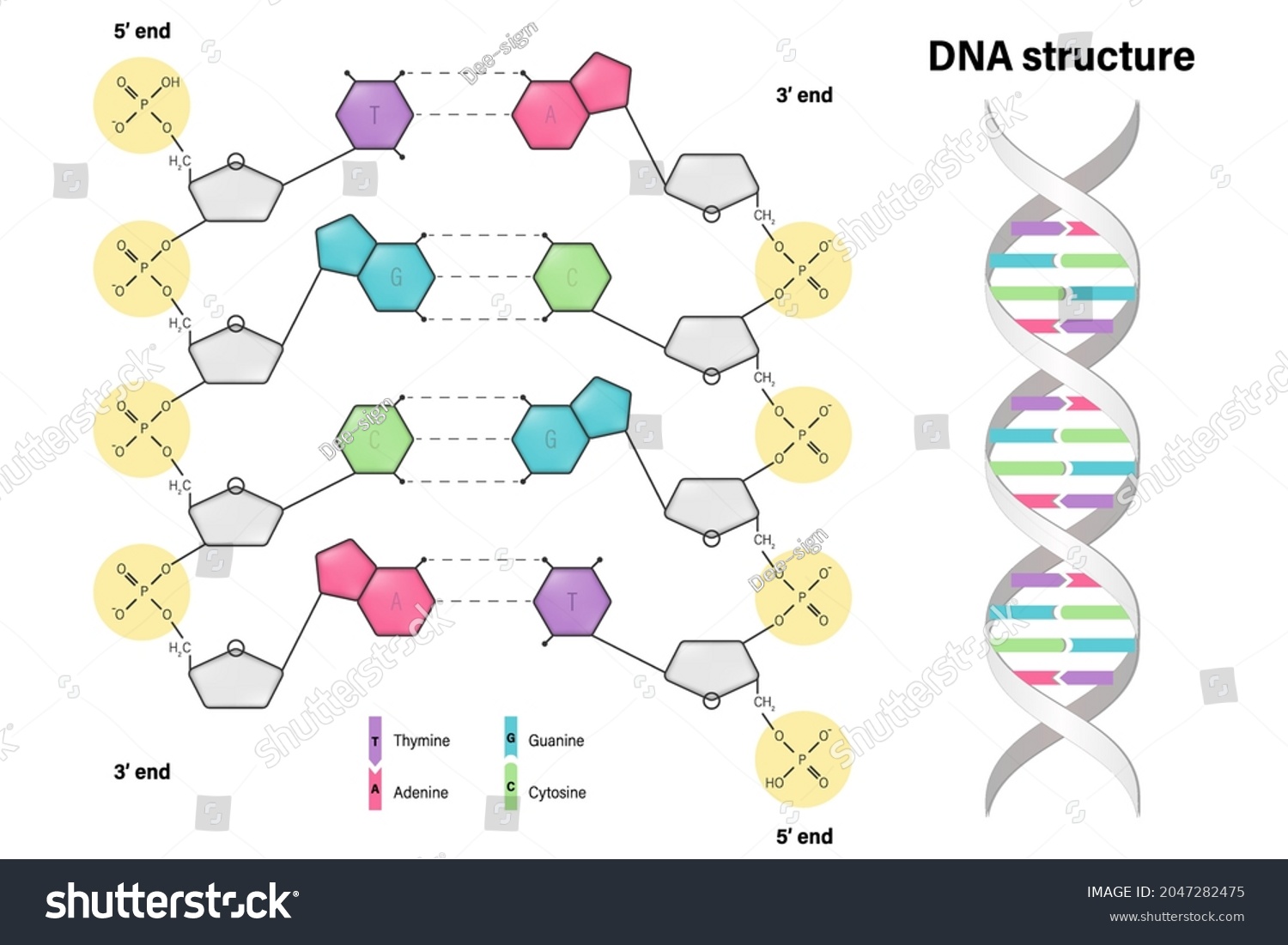 Structure Dna Deoxyribonucleic Acids Nitrogenous Base Stock Vector ...