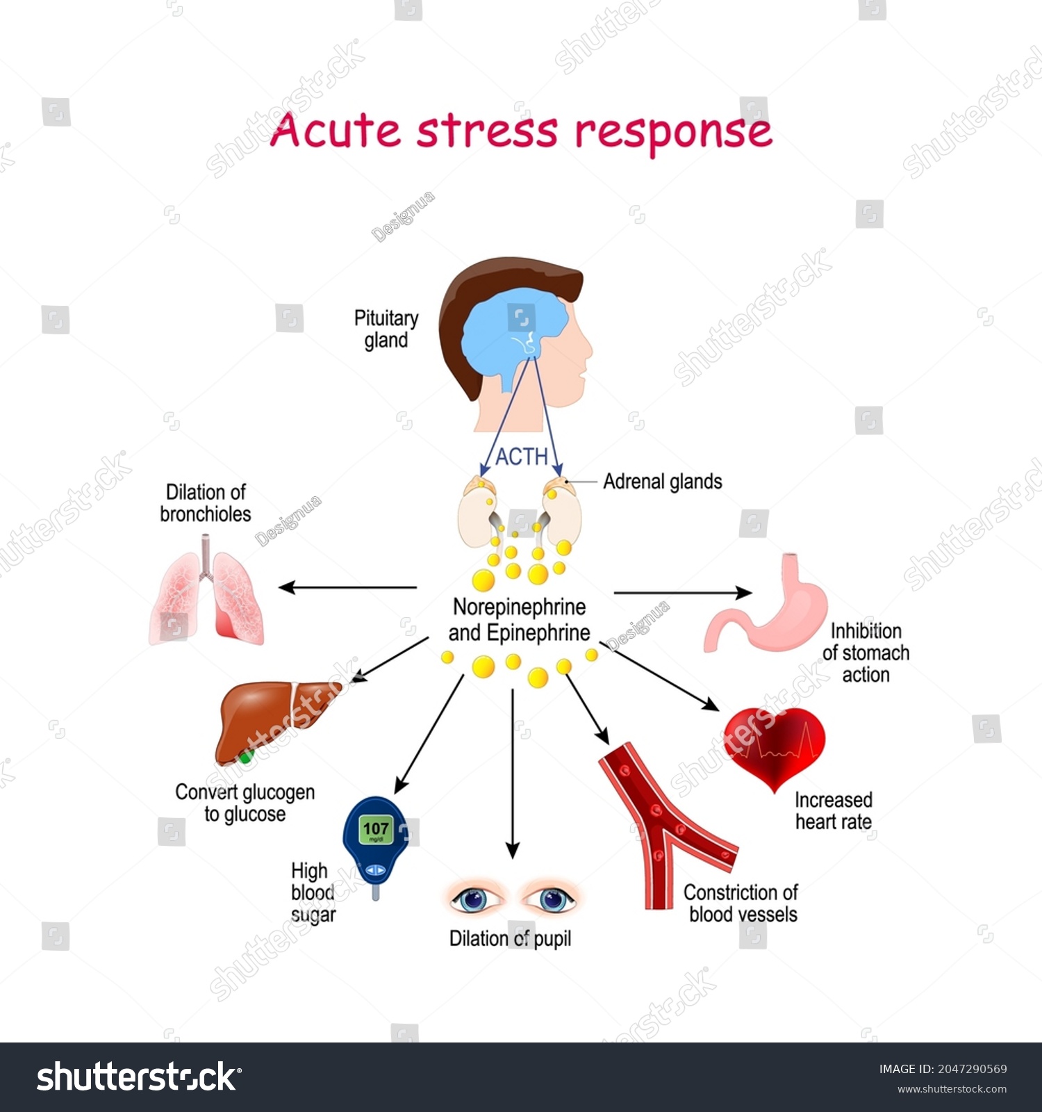 Acute Stress Response Reaction Endocrine System Stock Vector (Royalty ...