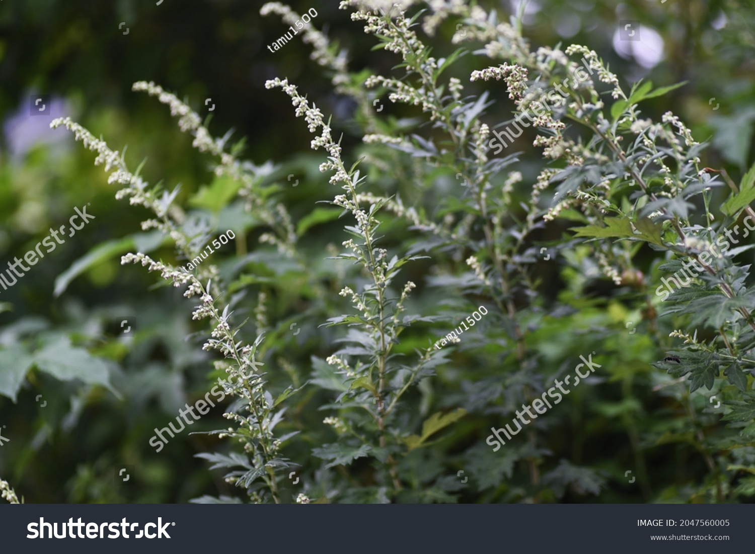839 Japanese Mugwort Images Stock Photos Vectors Shutterstock 839 Japanese Mugwort Images Stock Photos Vectors Shutterstock