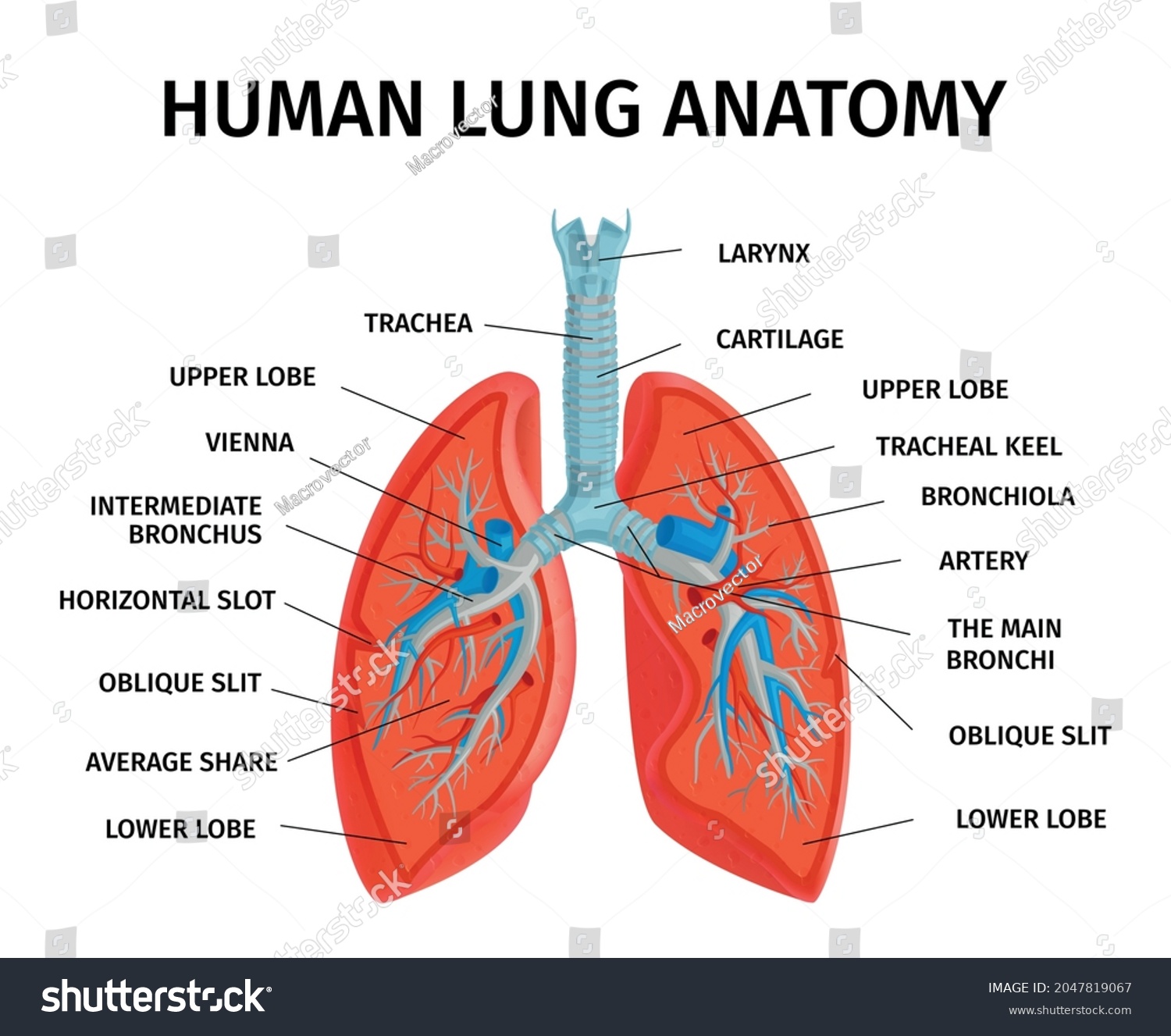 Human Lung Respiratory System Anatomy Diagram Stock Vector (Royalty ...