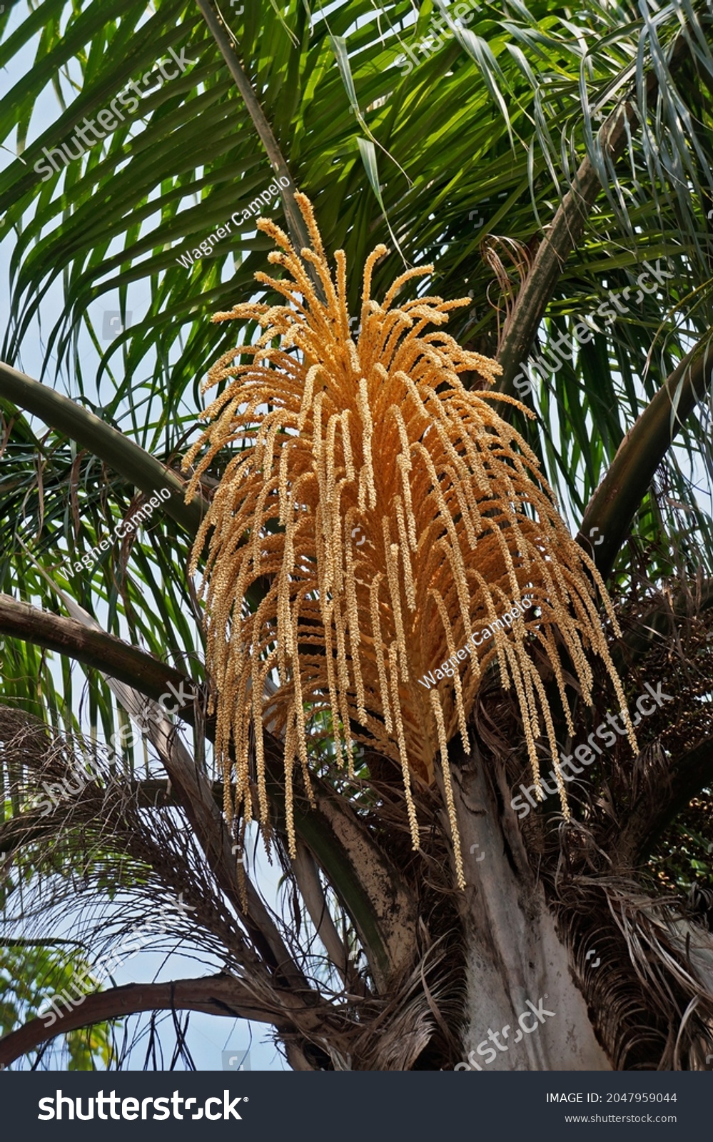 Queen Palm Tree Flower Buds Syagrus Stock Photo 2047959044 | Shutterstock