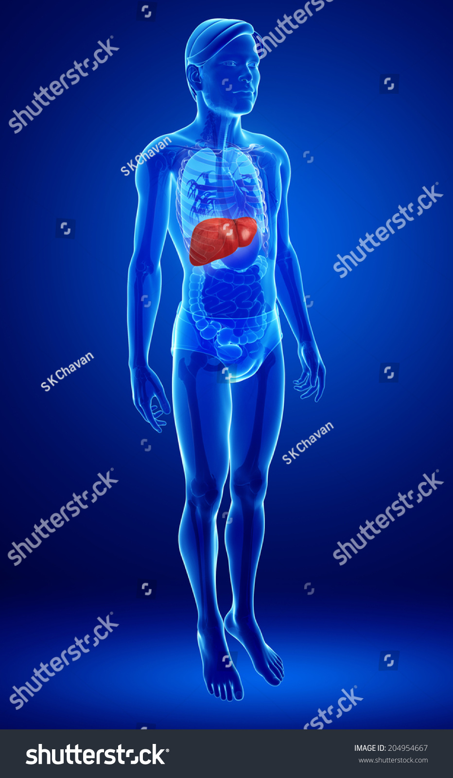 Illustration Male Liver Anatomy Stock Illustration 204954667 | Shutterstock