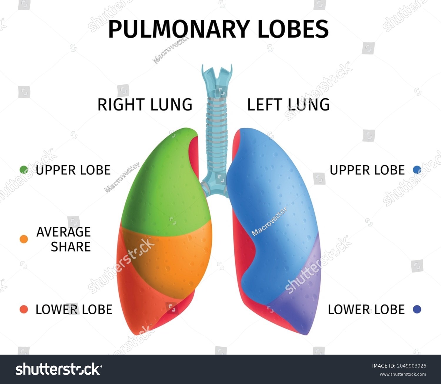 Human Lung Respiratory System Upper Lower Stock Vector (Royalty Free ...