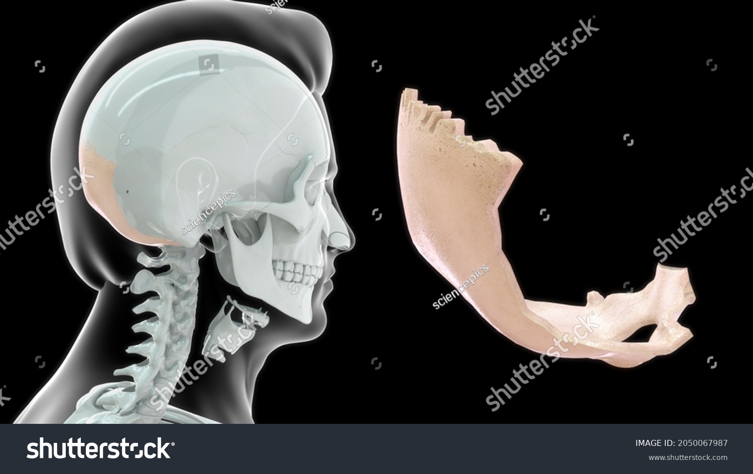 Human Occipital Bone Anatomy 3d Illustration Stock Illustration 2050067987 Shutterstock 4575