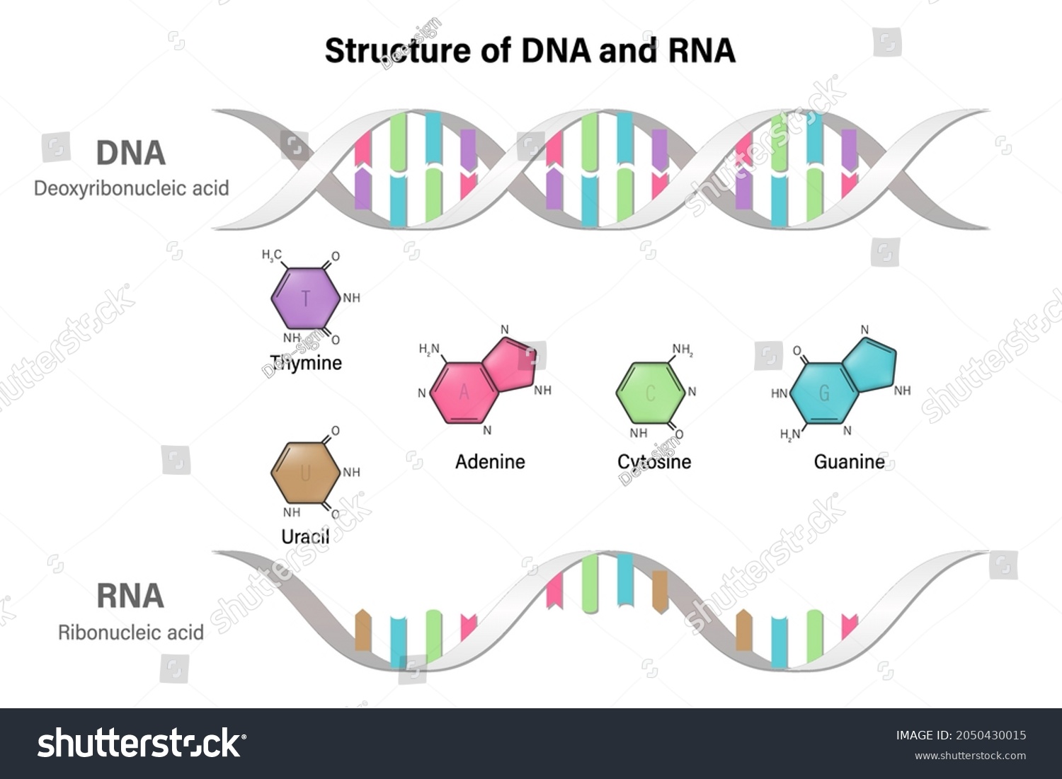 Difference Between Nitrogenous Bases Dna Rna Stock Vector (Royalty Free ...