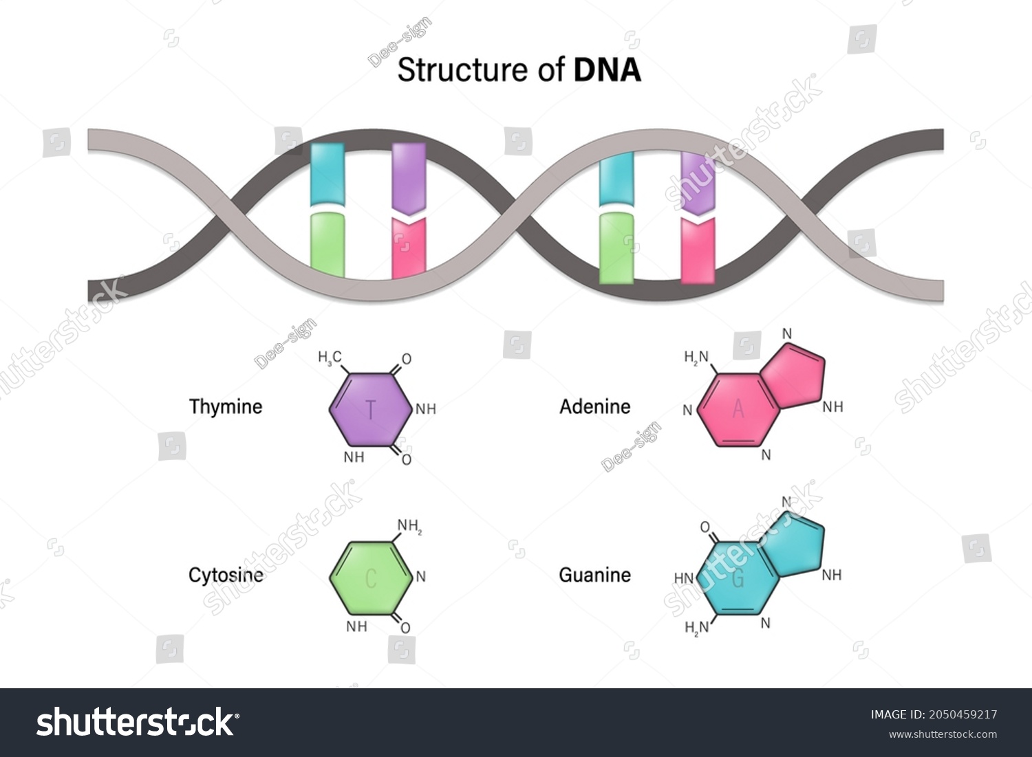 Structure Dna Deoxyribonucleic Acid Nitrogenous Base Stock Vector ...