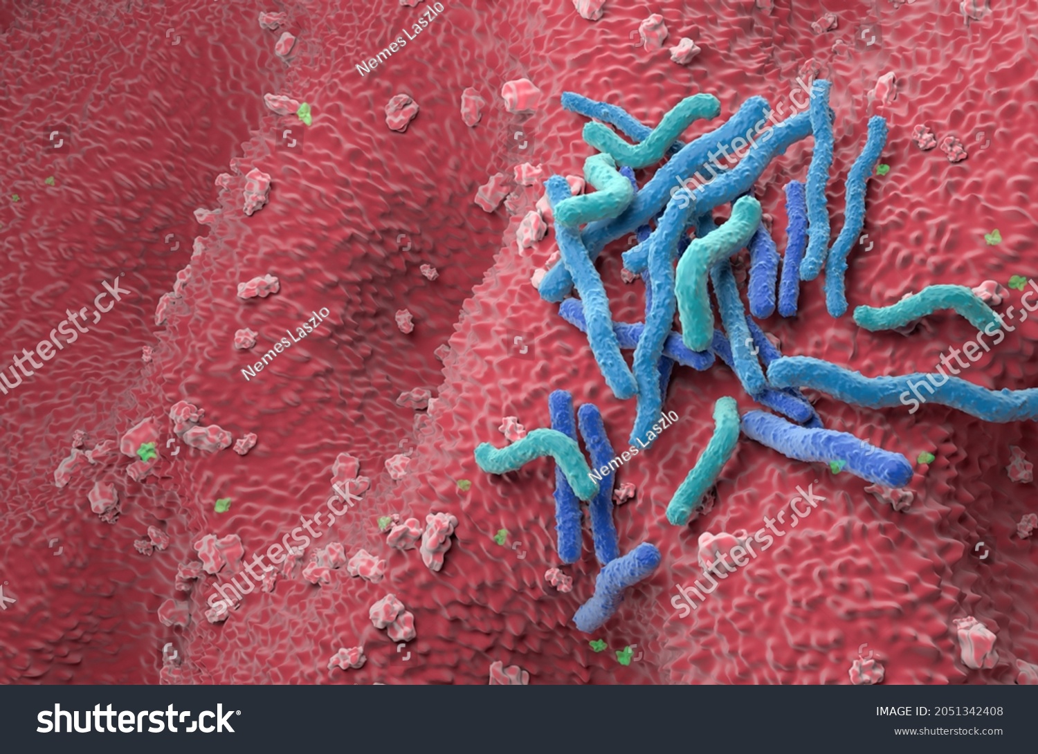 Helicobacter Pylori Bacteria Field On Stomach Stock Illustration ...