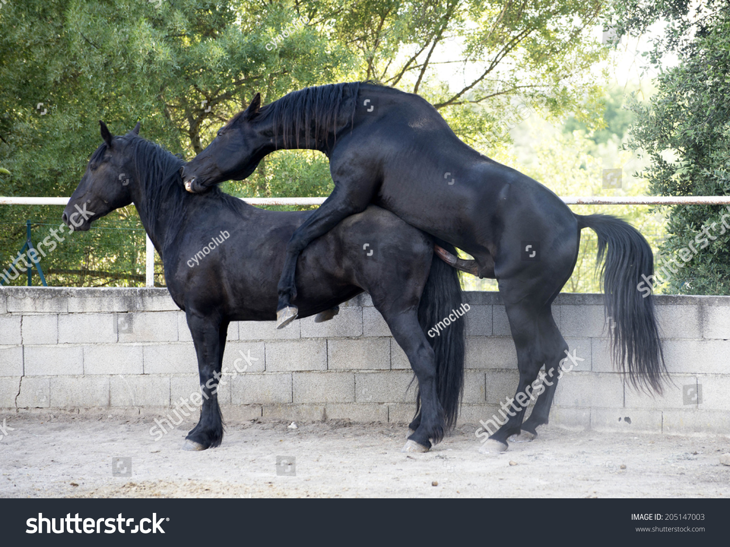 6 049 Mating horse Snímků, stock fotografií a vektorů | Shutterstock
