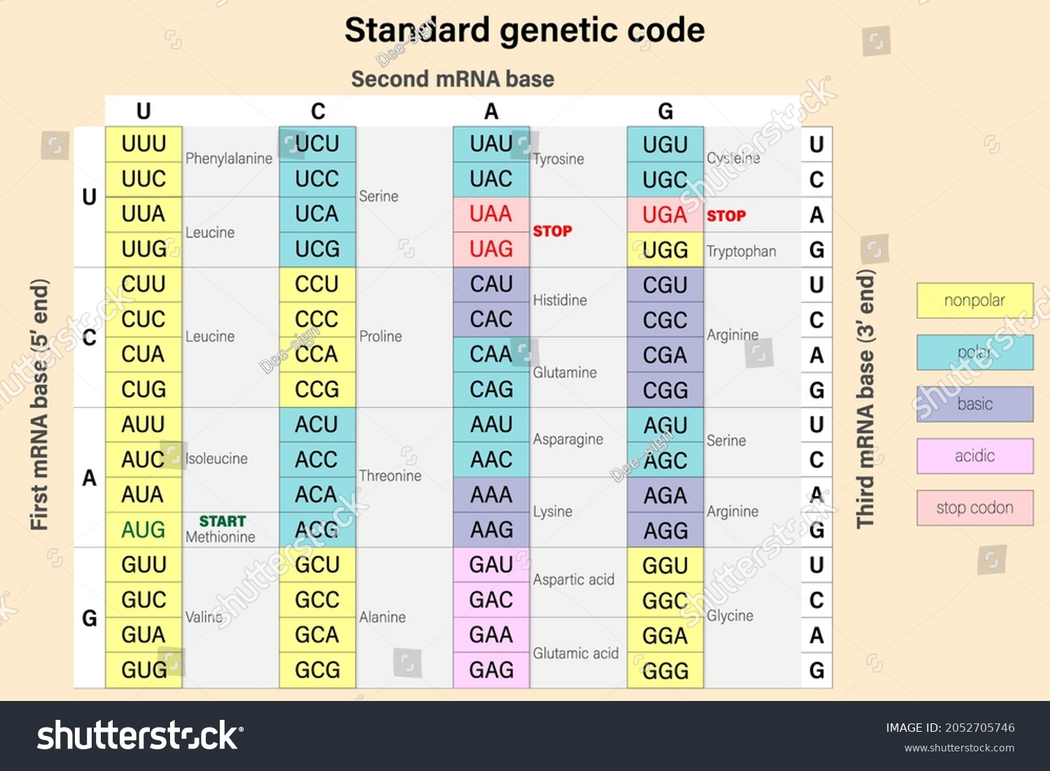 Genetic Code Three Bases Mrna Codon Stock Vector (Royalty Free ...