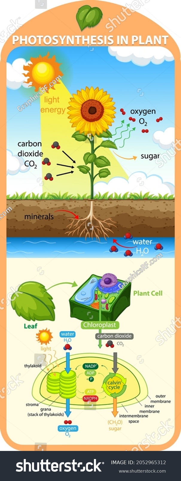 Diagram Showing Process Photosynthesis Plant Illustration Stock Vector ...