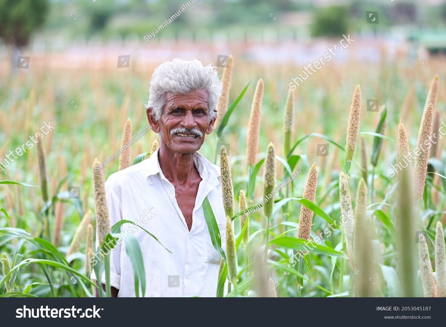 Indian Old Farmer Holding Pearls Millets Stock Photo 2053045187 ...