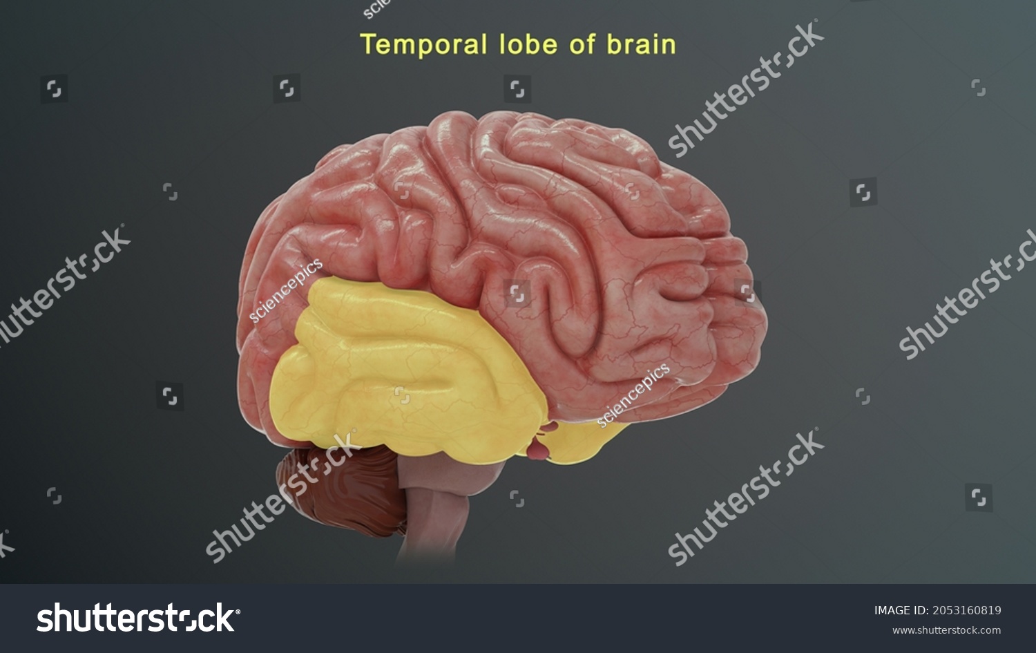 Human Brain Receives Sends Signals All Stock Illustration 2053160819 ...