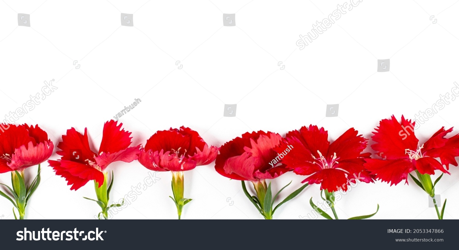 Closeup Bright Carnation Flowers Border On Stock Photo