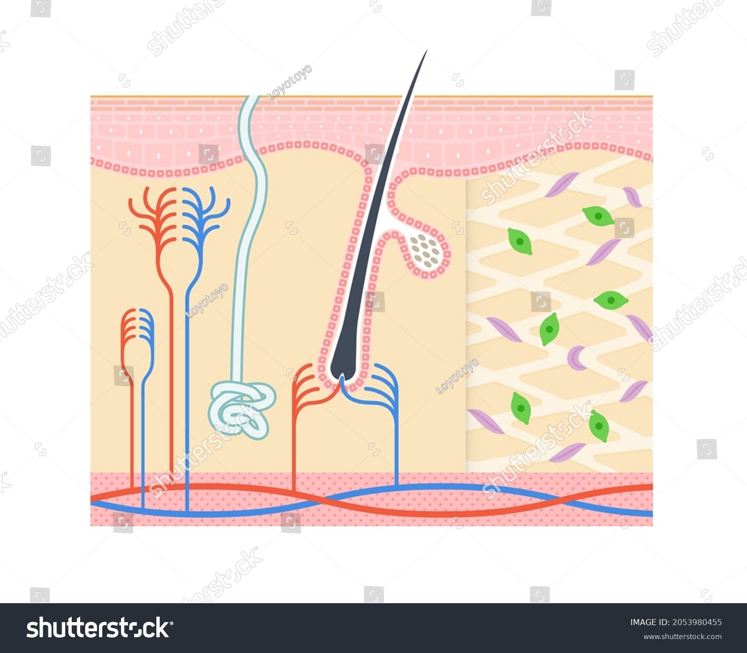 Illustration Showing Structure Dermis Notation Stock Vector (Royalty ...