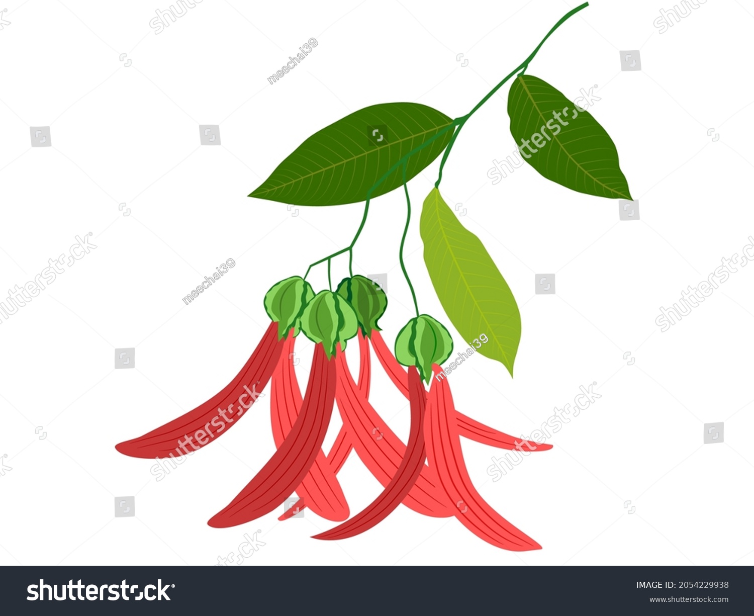 Dipterocarpus Alatus Roxb Yang Na Tree Stock Vector (Royalty Free ...