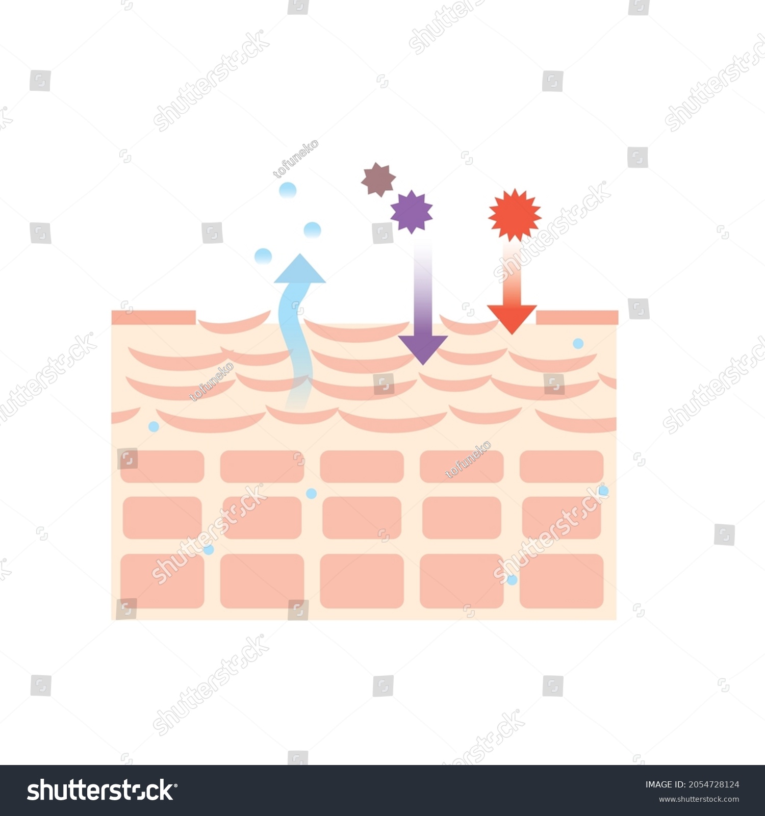 Stratum Corneum Skin Structure Skin Skin Stock Vector (Royalty Free ...