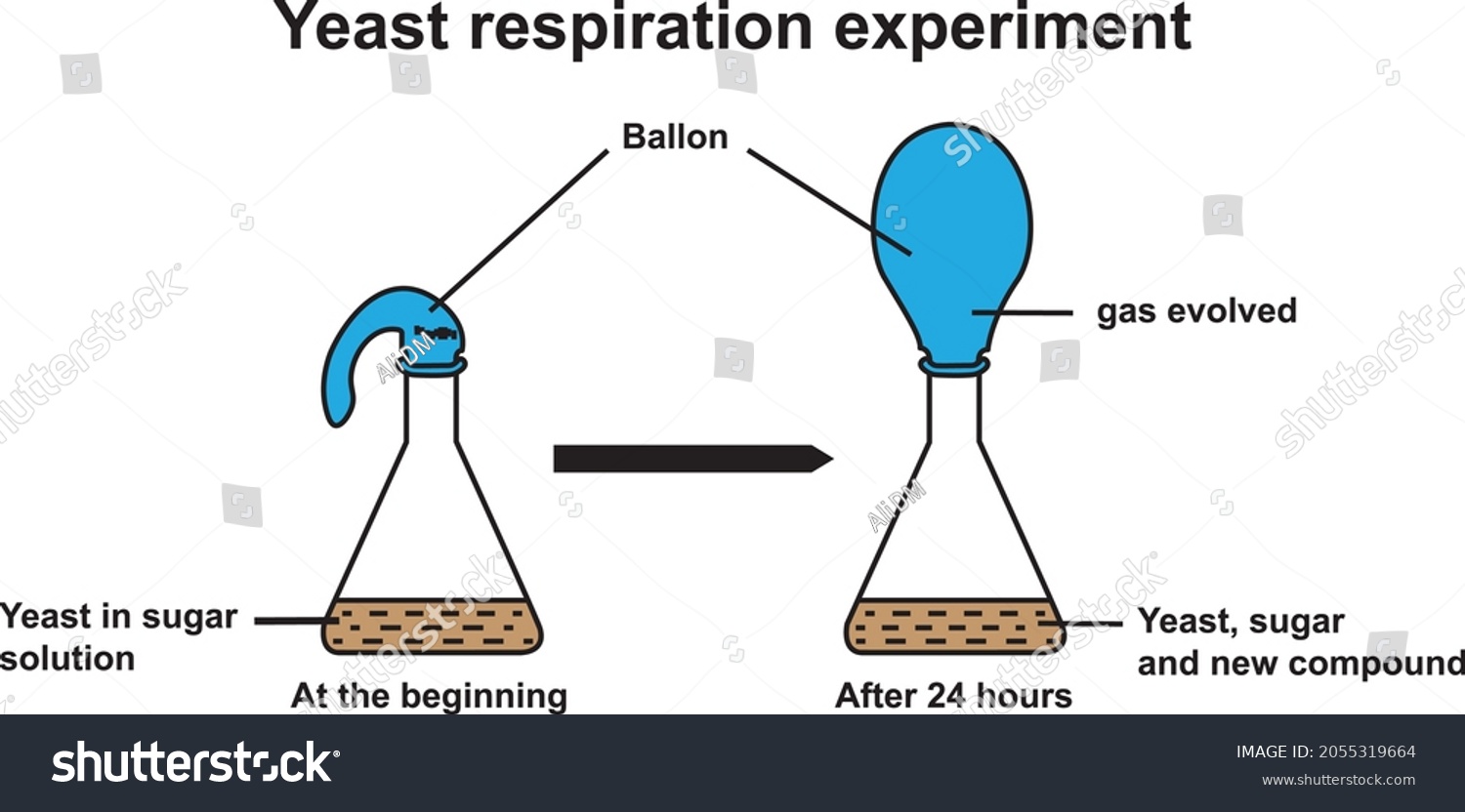 methylene blue yeast respiration experiment temperature