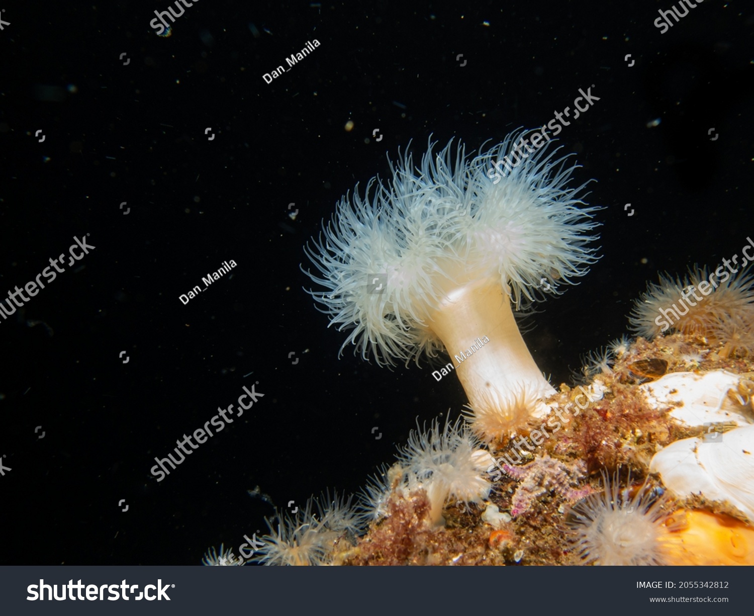 Frilled Anemone Metridium Senile Swedish Weather Stock Photo 2055342812 ...