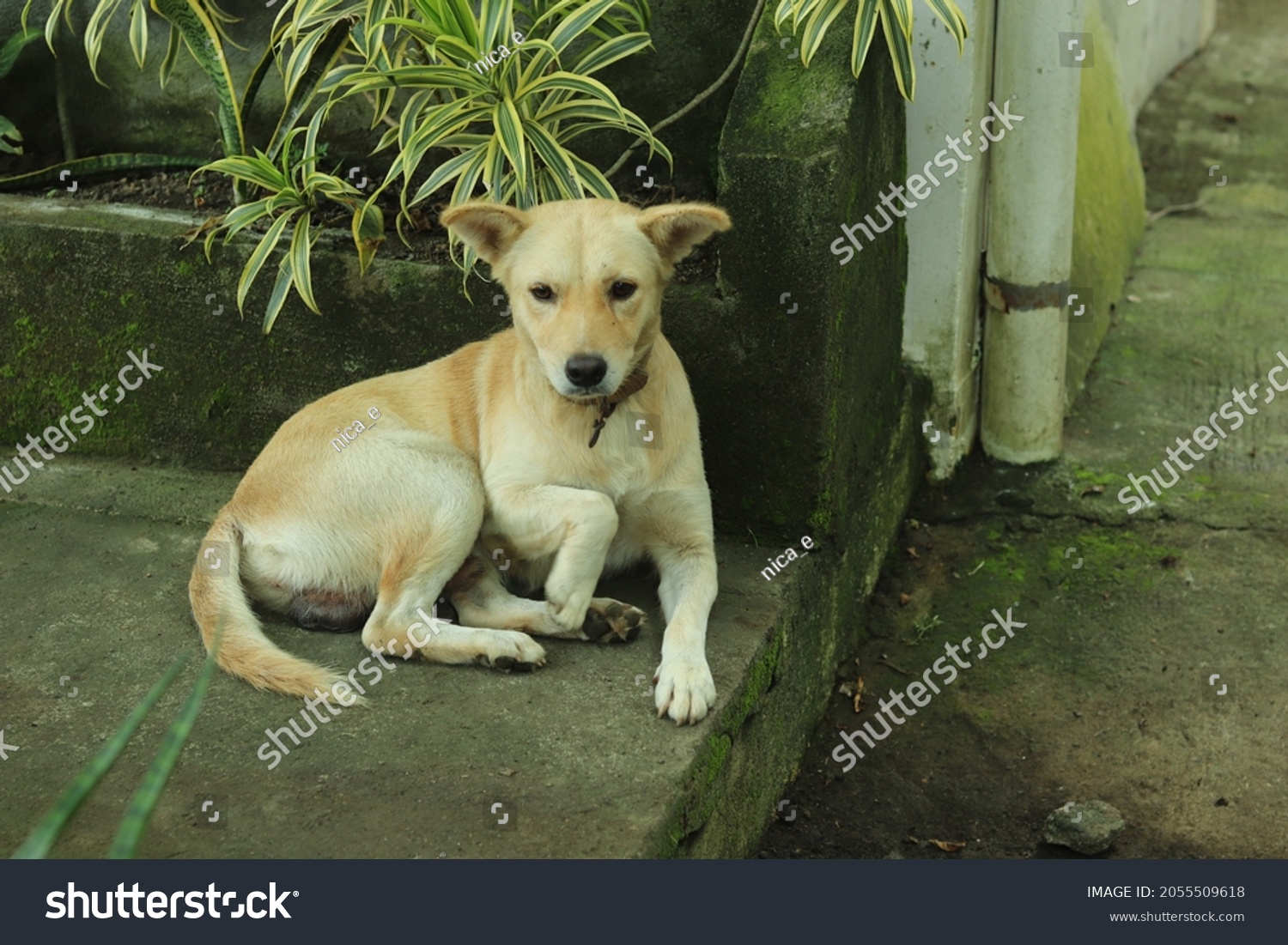 Asong Pinoy Aspin Philippine Dog Stock Photo 2055509618 | Shutterstock