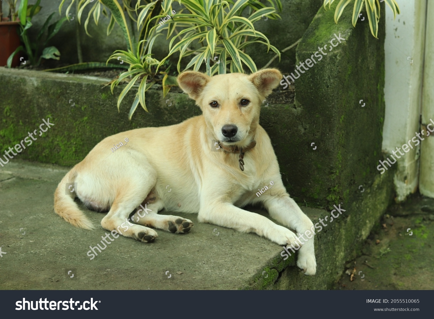 Dog Starring Dog Philippines Asong Pinoy Stock Photo 2055510065 ...