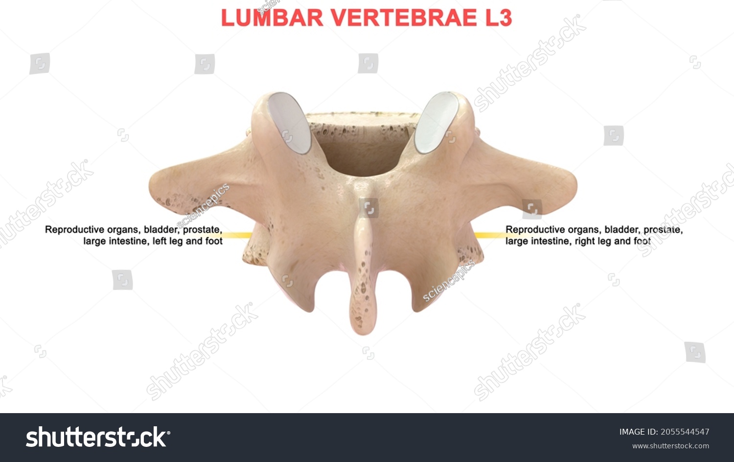 Lumbar Vertebrae L3 Bone Anatomy Labeled Stock Illustration 2055544547 Shutterstock 3417