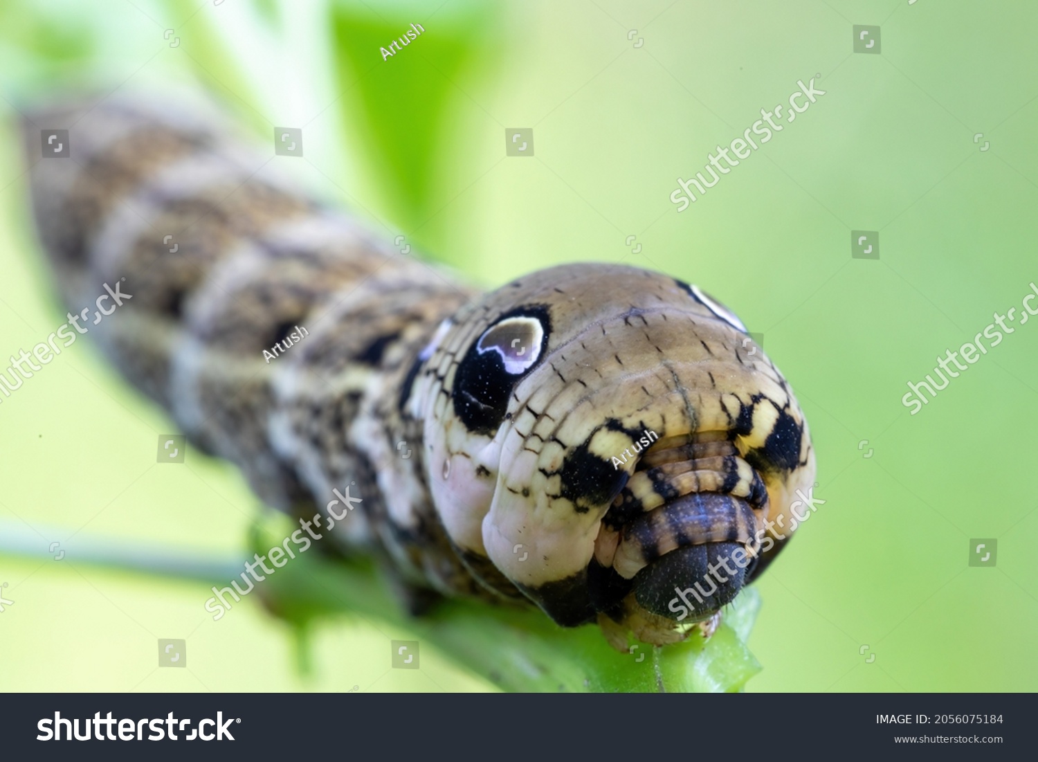 Large Caterpillars Deilephila Elpenor Elephant Hawk Stock Photo ...