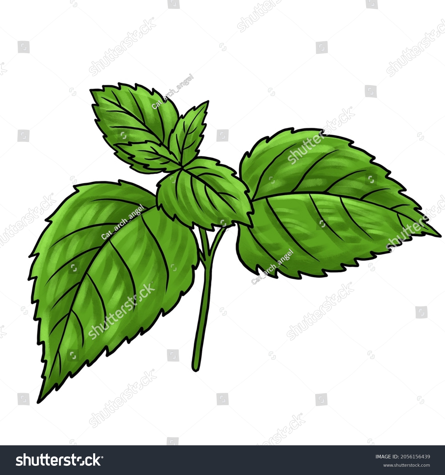 Drawing Plant Shisoperilla Frutescens Isolated White Stock Illustration ...