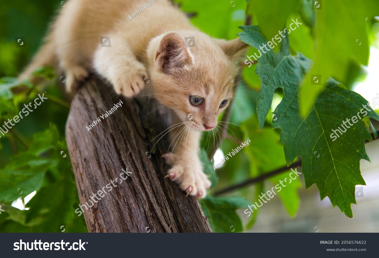 4,961 Agile hunters Images, Stock Photos & Vectors | Shutterstock