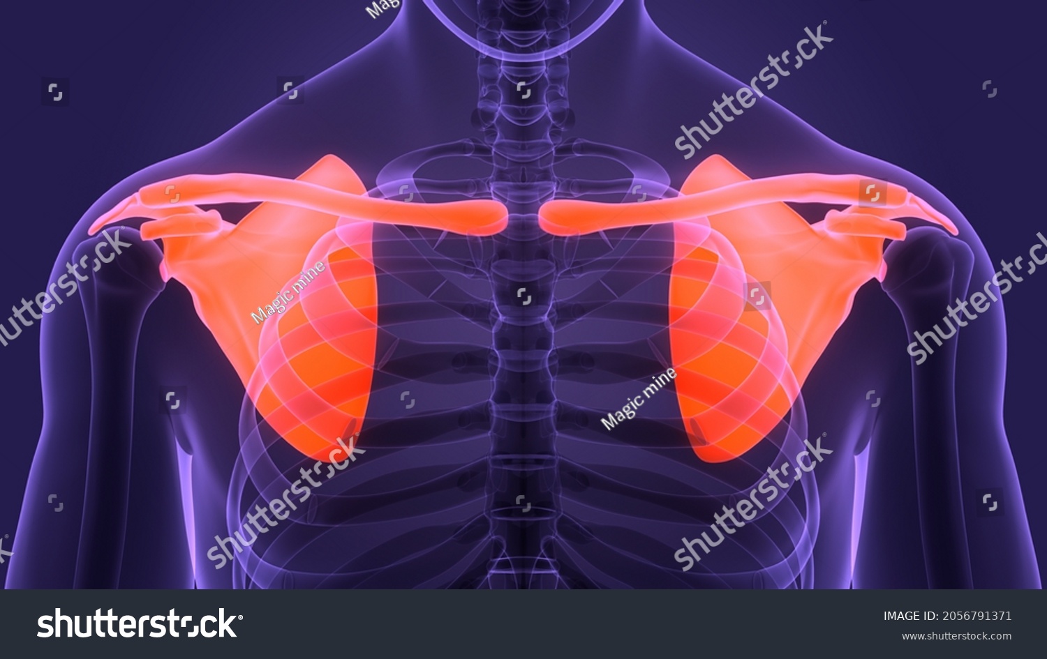 Human Skeleton System Pectoral Shoulder Girdle Stock Illustration ...