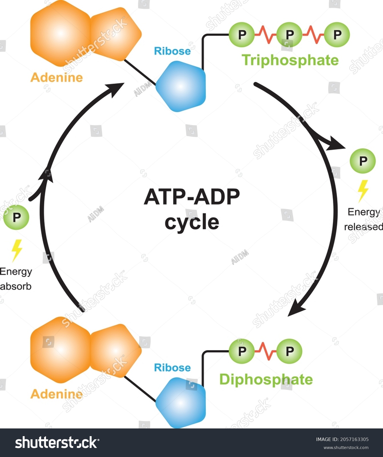 Atp Adp Cycle Scheme Atp Phosphorylation Stock Vector (Royalty Free ...