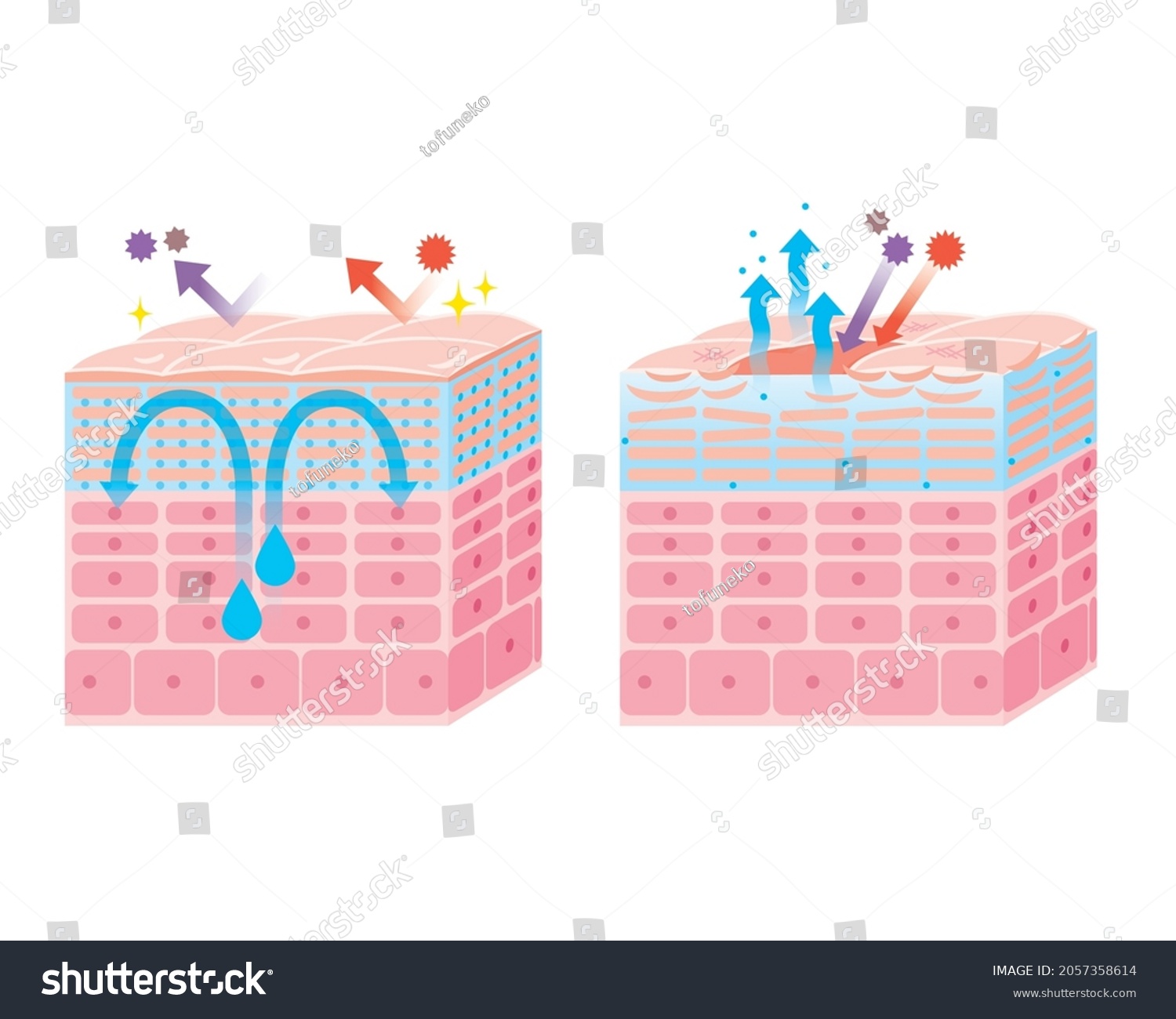 Skin Epidermis Skin Structure Skin Diagram Stock Vector (Royalty Free ...