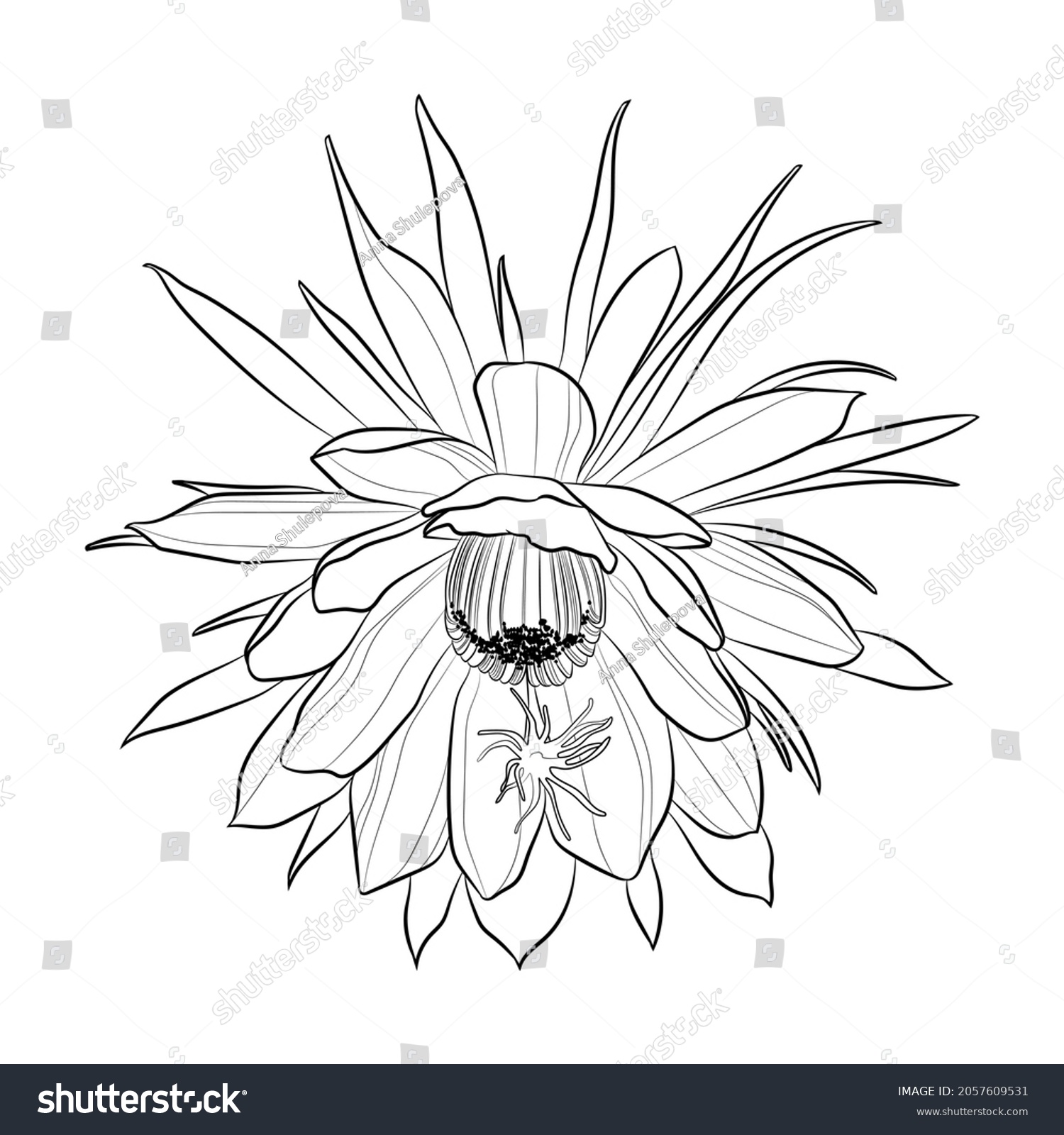 Black Outline Cactus Epiphyllum Oxypetalum Flower Stock Vector (Royalty ...