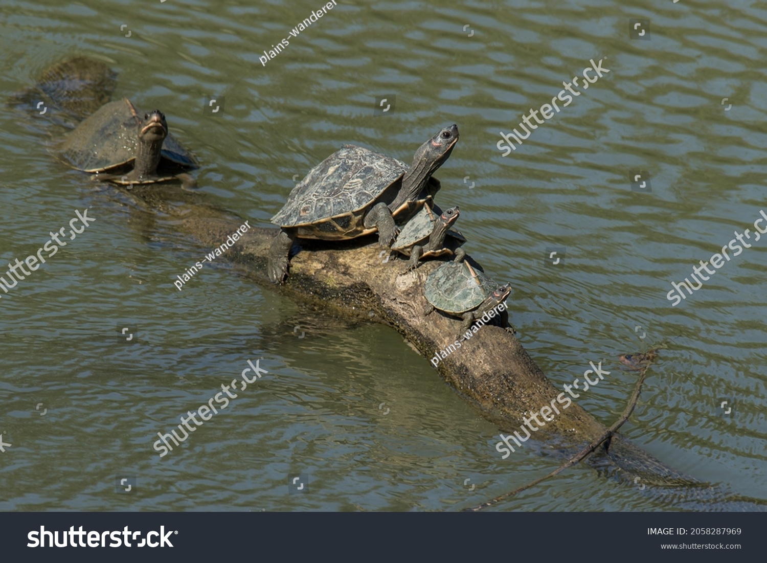 Critically Endangered Assam Roofed Turtles Sunbathing Stock Photo ...