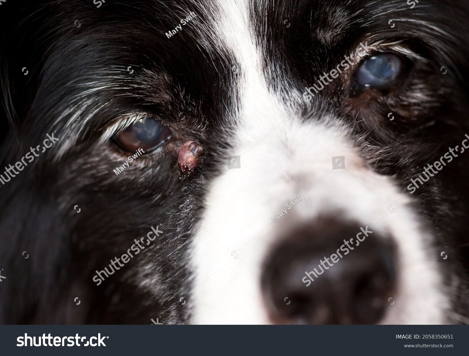 Senior Dog Inflamed Sebaceous Cyst Near Stock Photo 2058350651 ...