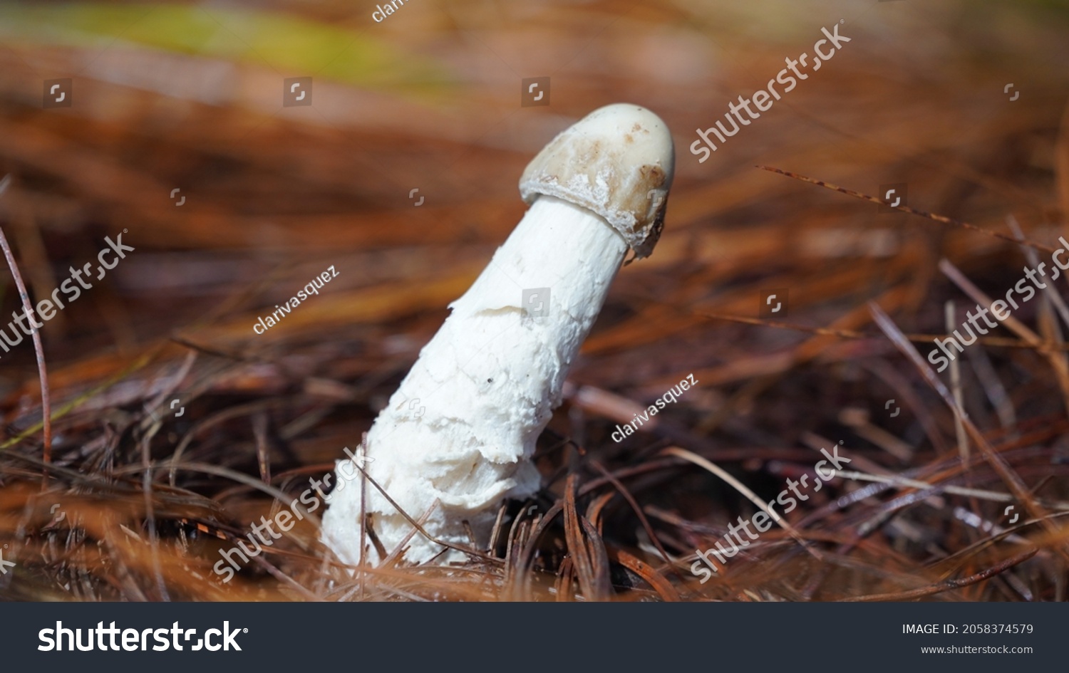 Why are dicks shapped like mushrooms