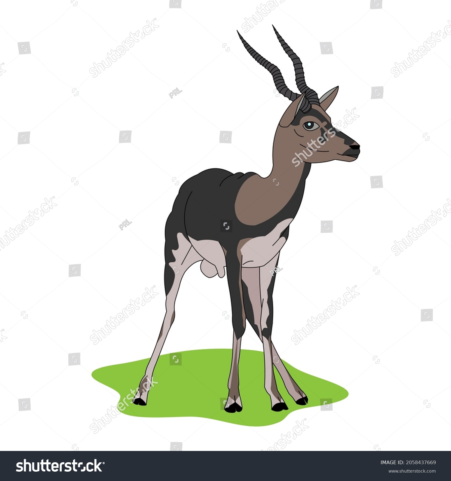 Blackbuck Antelope India Vector Art White Stock Vector (Royalty Free ...