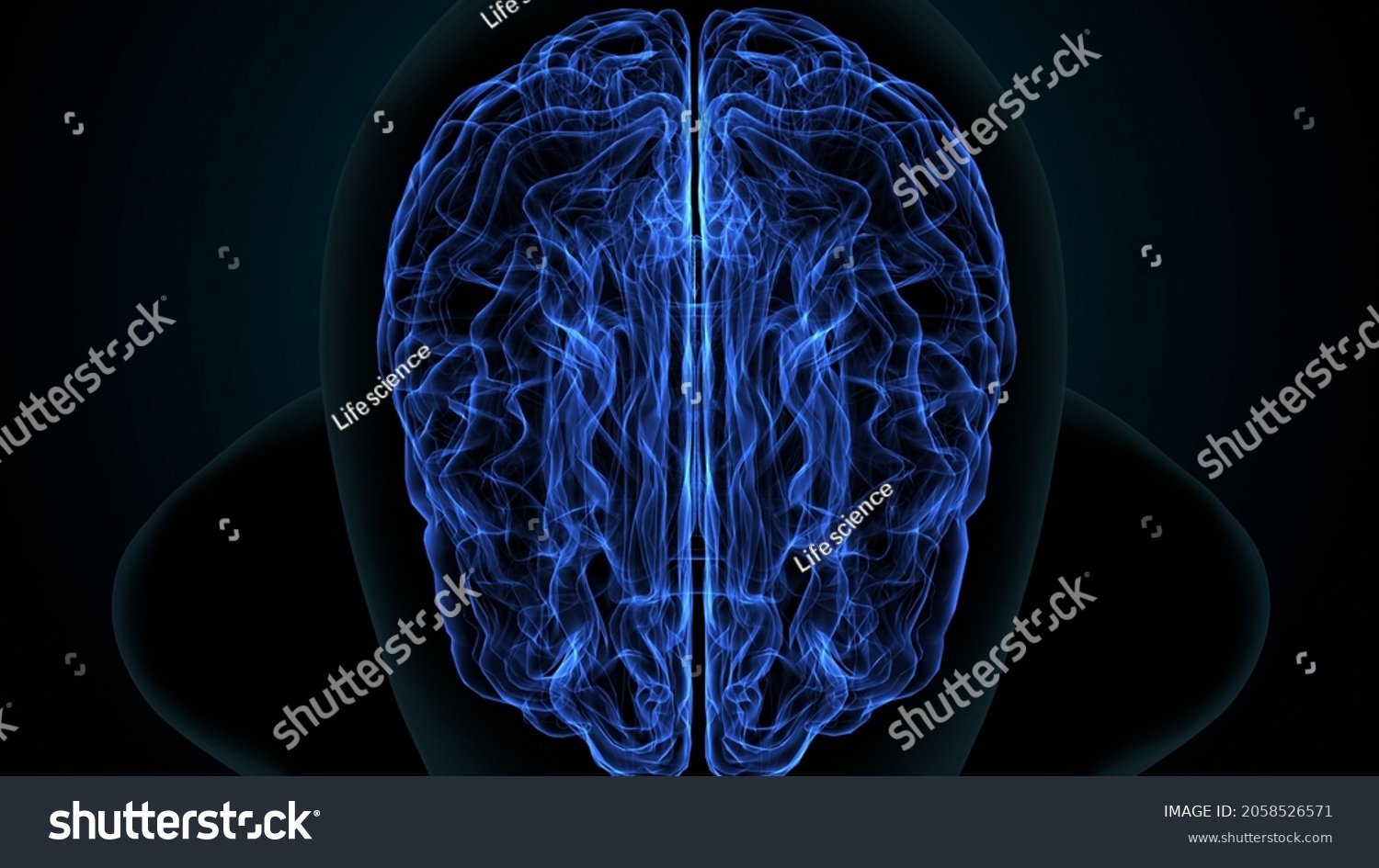 3d Illustration Human Brain Anatomy Stock Illustration 2058526571 ...