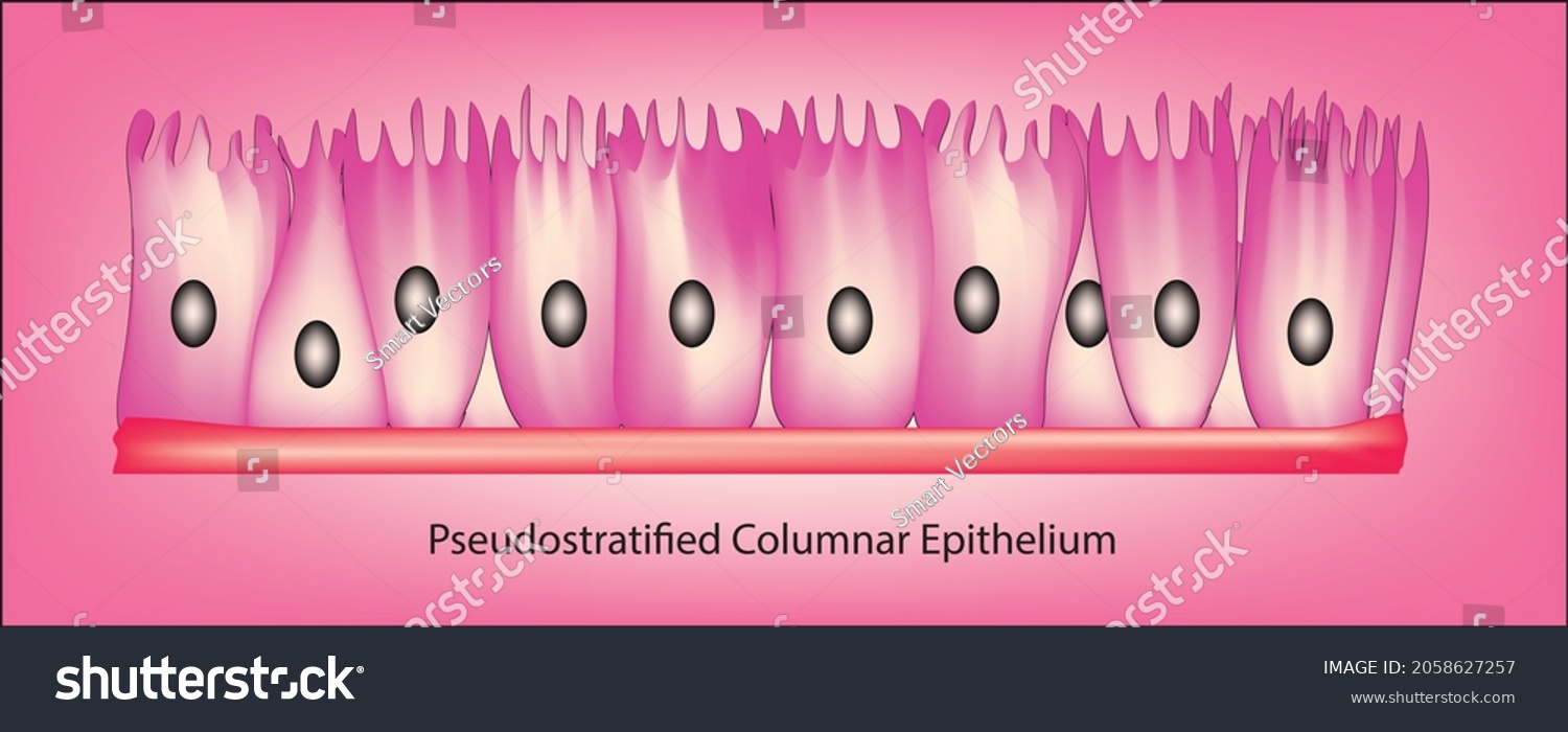 Pseudostratified Columnar Cells Biology Stock Vector (Royalty Free ...