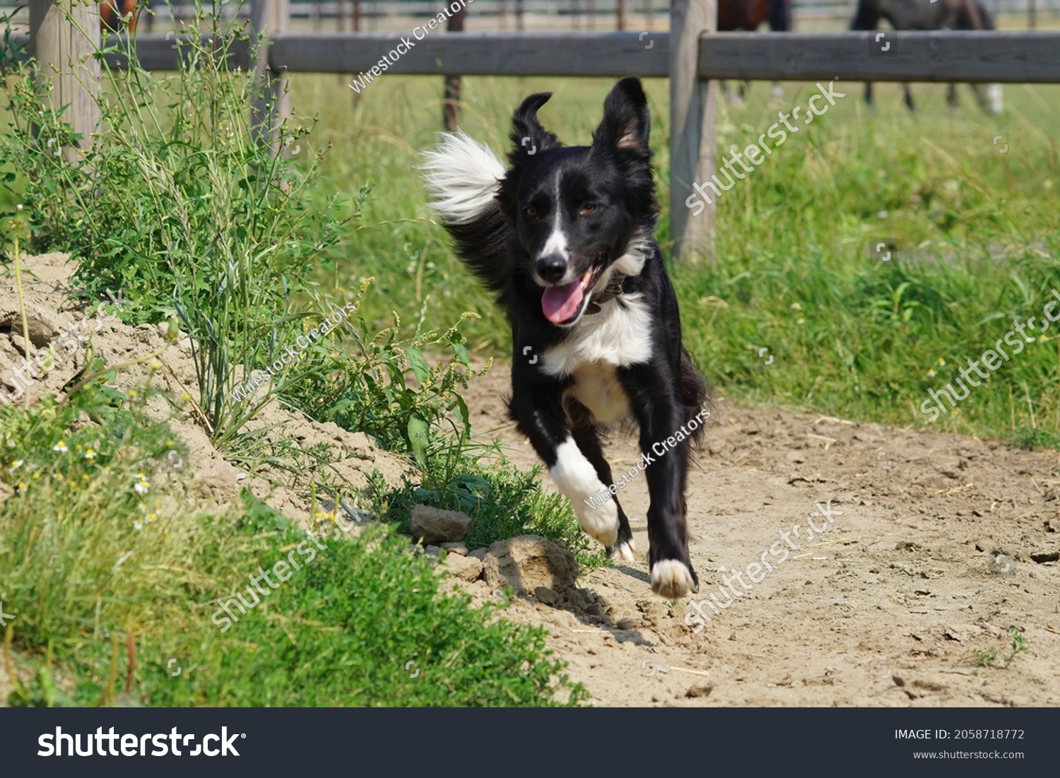 why does my dog run up and down the fence