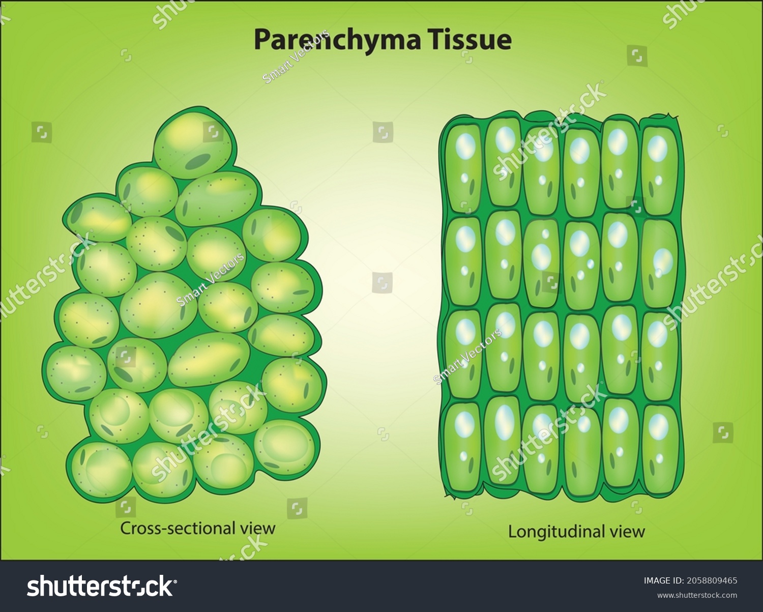 parenchyma tissue