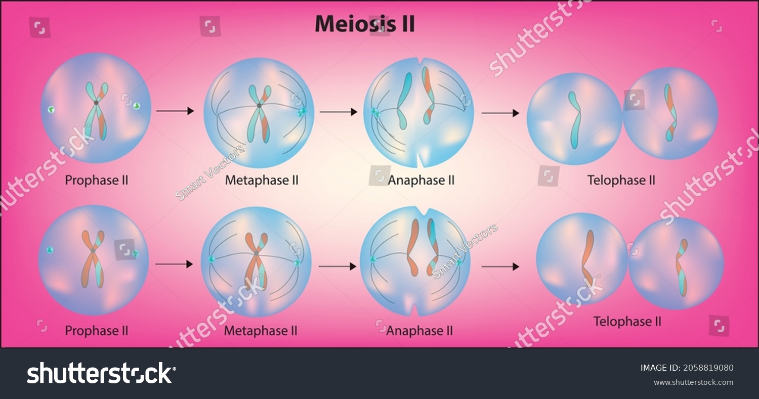 Cell Division Procedure Meiosis Stage 2 Stock Vector (Royalty Free ...