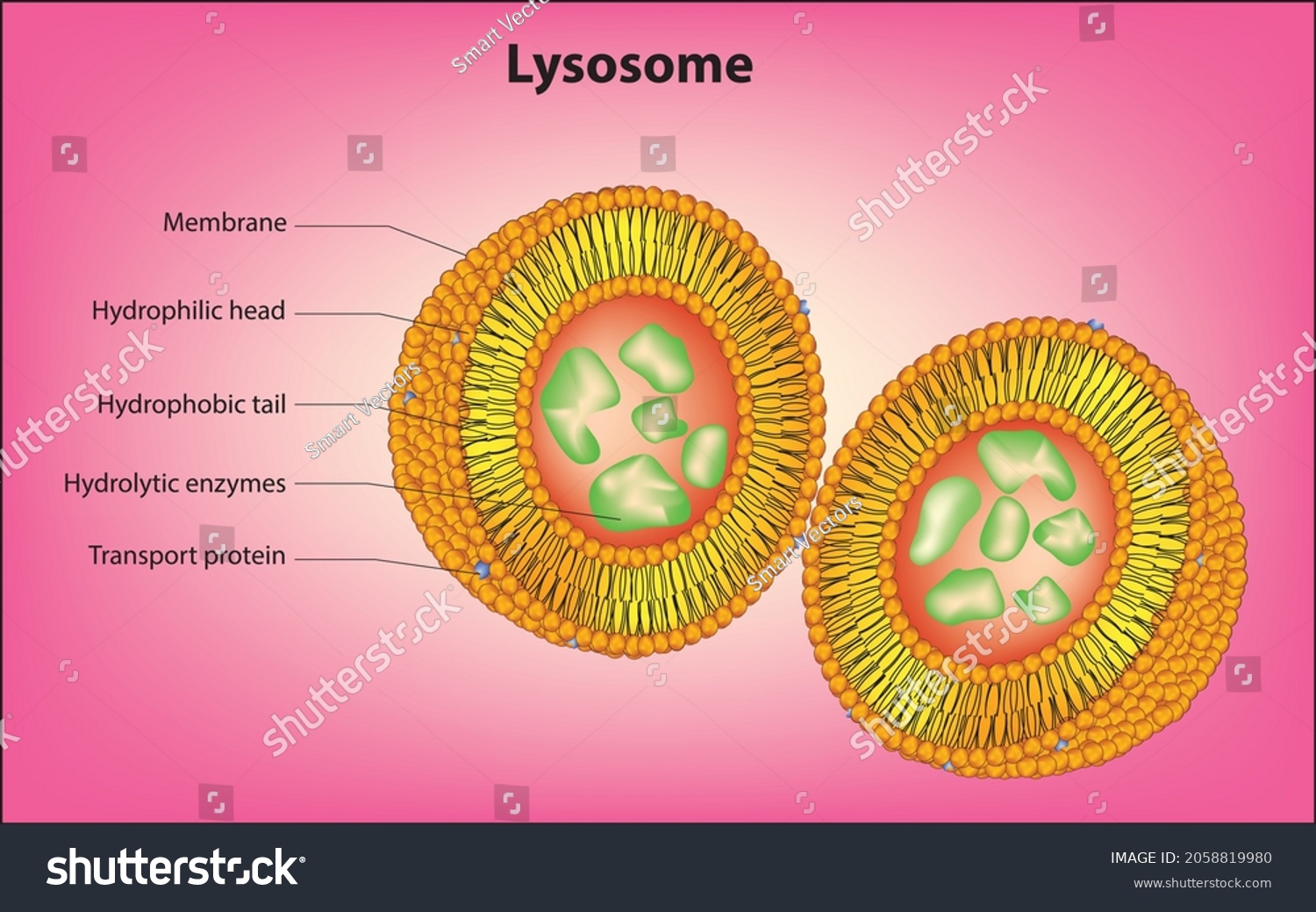 Detailed Anatomy Lysosome Enzymatic Core Phospholipid Stock Vector ...