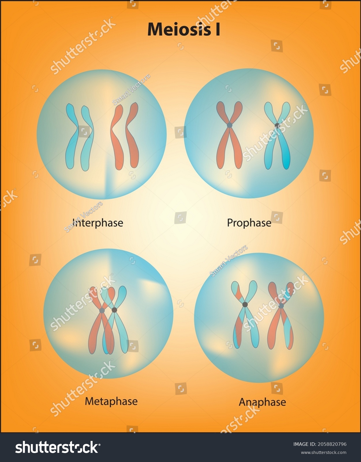 Four Stages Meiosis Matured Cell Cell เวกเตอร์สต็อก ปลอดค่าลิขสิทธิ์ 2058820796 Shutterstock 8855