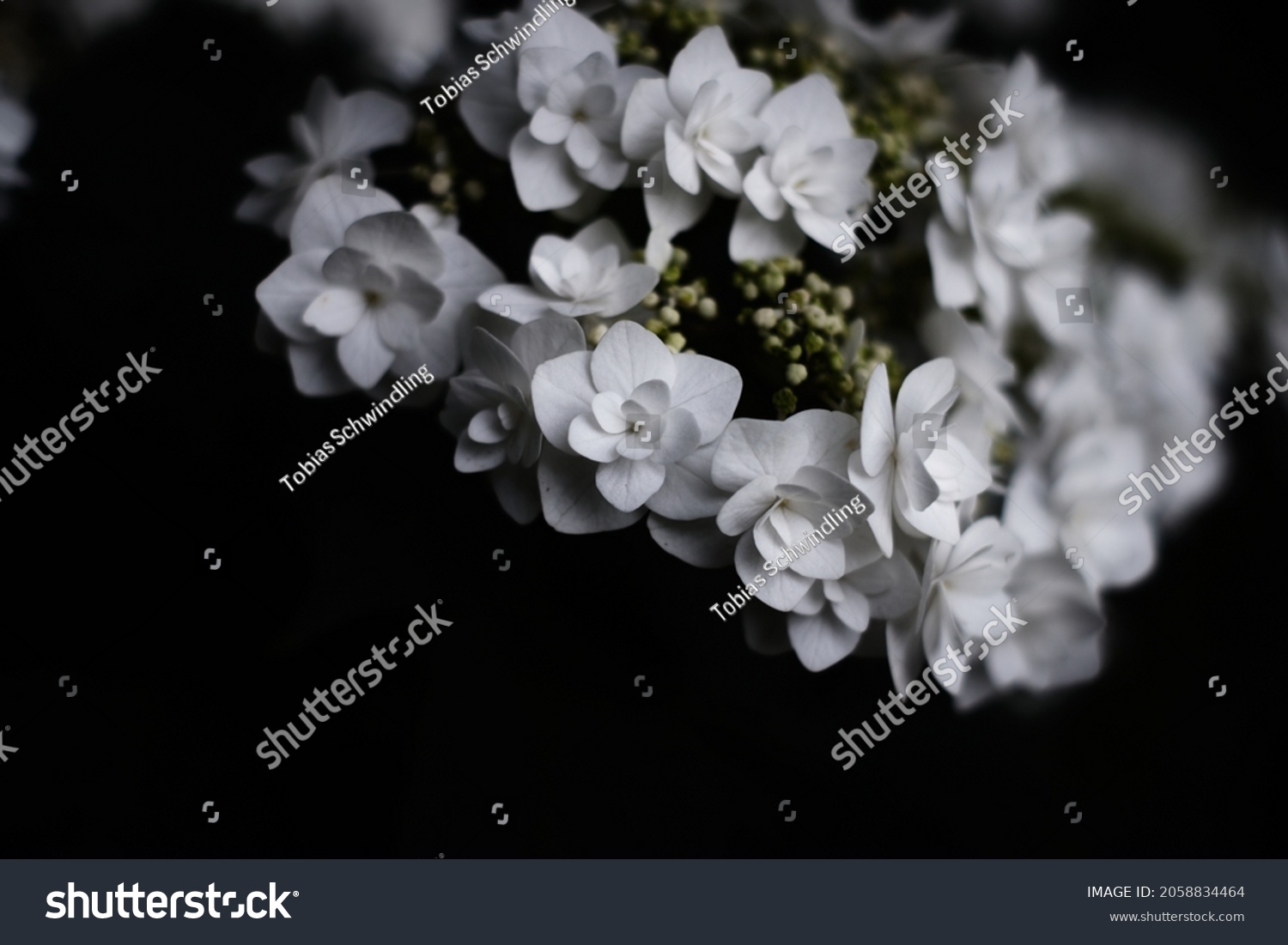 13 White hydranga background Stock Photos, Images & Photography ...