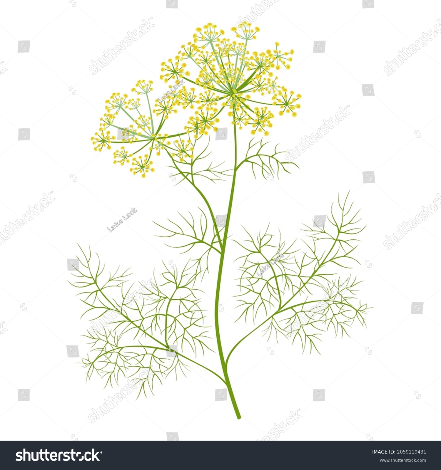 Dill Greenery Isolated On White Background Stock Vector (royalty Free 