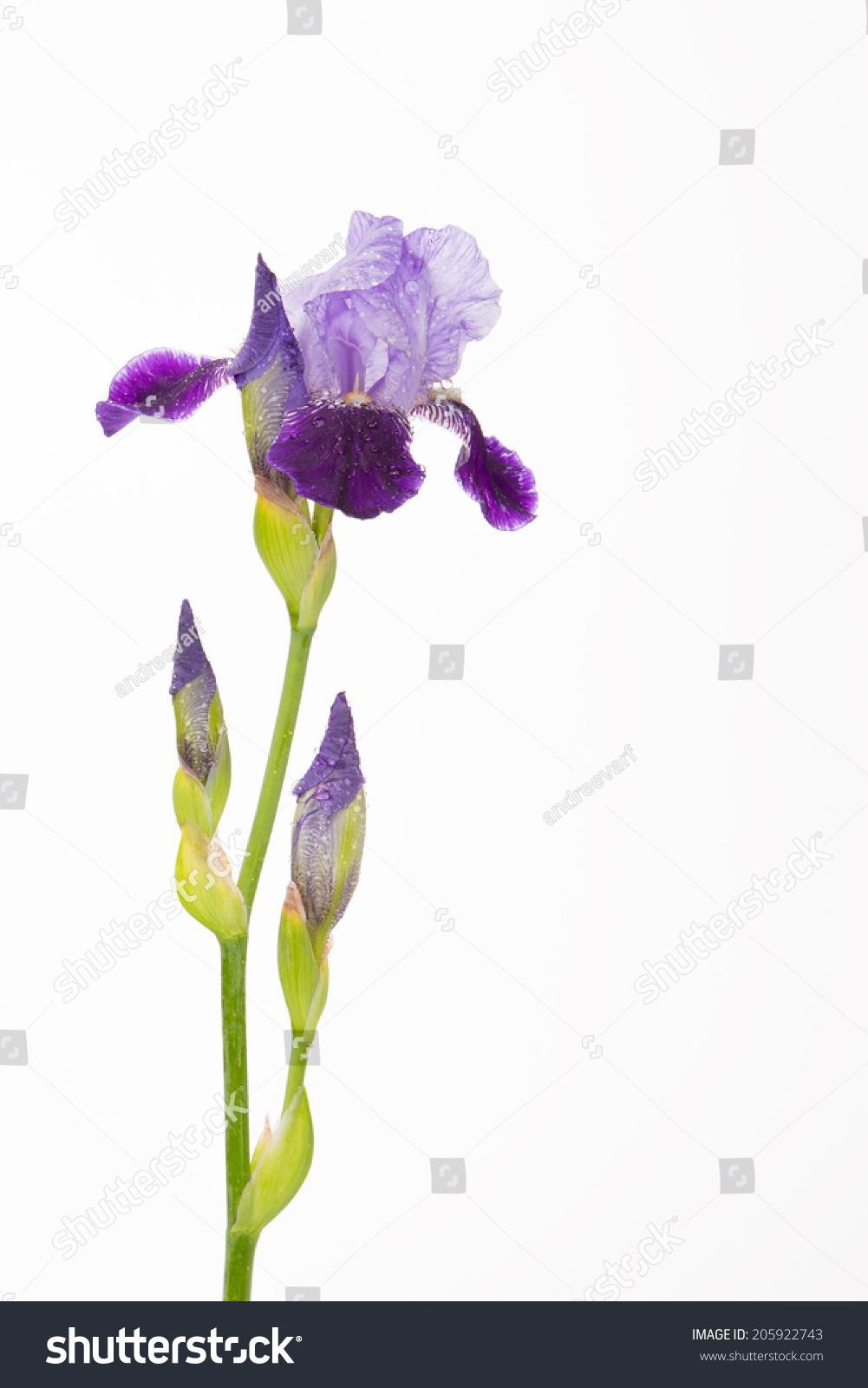 Spectacular Beautiful Purple Iris Flower Buds Stock Photo ...