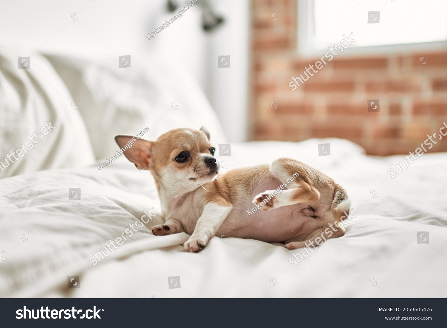 52,771 Beautiful Chihuahua Images, Stock Photos & Vectors | Shutterstock